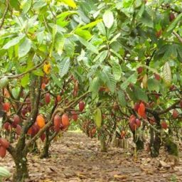 Ilhéus avança para se tornar Capital Nacional do Cacau e do Chocolate após aprovação no Senado