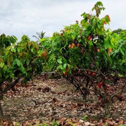 Método de plantio do cacau projeto Norte de Minas no mercado mundial