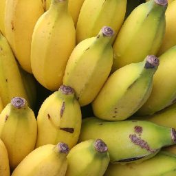 Como a Bahia se tornou a segunda maior produtora de banana, a fruta mais popular do Brasil