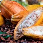 Mercado de cacau volta a acelerar com risco climático e pressão especulativa
