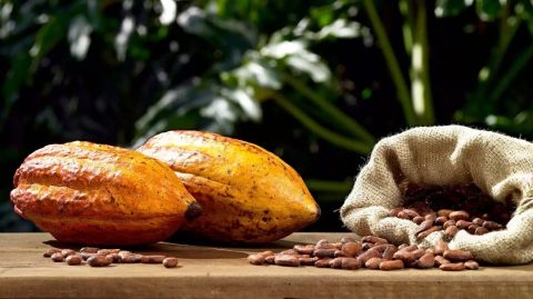 AIPC alerta para efeitos negativos de medidas restritivas na cadeia do cacau