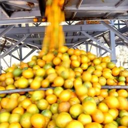 Bahia segue entre os dez maiores produtores brasileiros de grãos em 2026