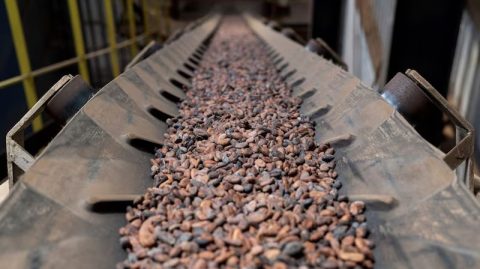 Costa do Marfim pode encerrar safra com 200 mil toneladas de cacau não vendidas