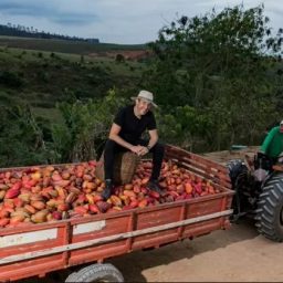 Cacau Show aposta em produção própria e avança em estratégia de verticalização no cacau