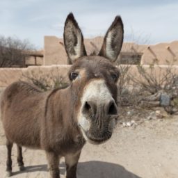 Justiça proíbe abate de jumentos na Bahia por maus-tratos e risco de extinção