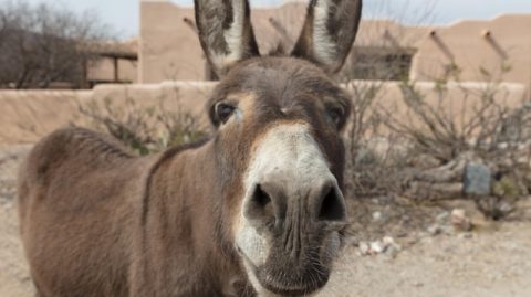 Justiça proíbe abate de jumentos na Bahia por maus-tratos e risco de extinção