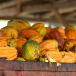 Rali técnico impulsiona cacau com forte volume e reacende expectativas de alta no mercado