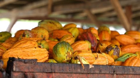 Rali técnico impulsiona cacau com forte volume e reacende expectativas de alta no mercado