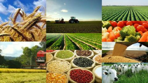 Bahia em Alta: Setor agro avança 12,4% e lidera crescimento econômico no Estado