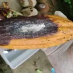 Alta umidade no Sul da Bahia acende alerta para doenças do cacau