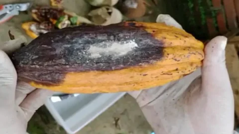 Alta umidade no Sul da Bahia acende alerta para doenças do cacau