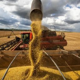Bahia deve bater novo recorde na produção de grãos em 2026, aponta IBGE