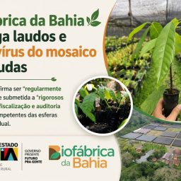 Biofábrica da Bahia divulga laudos e nega vírus do mosaico em mudas
