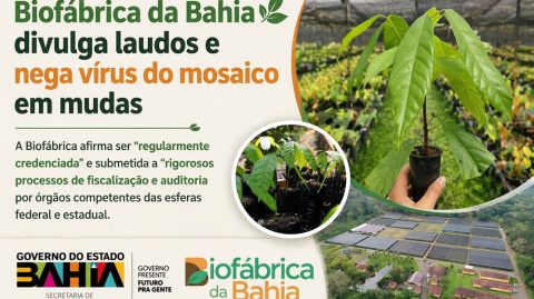 Biofábrica da Bahia divulga laudos e nega vírus do mosaico em mudas