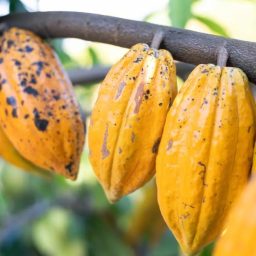 Com aporte de R$ 75 milhões, startup aposta no cacau agroflorestal e mira protagonismo global para o Brasil