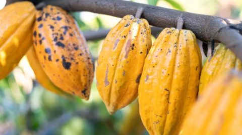 Com aporte de R$ 75 milhões, startup aposta no cacau agroflorestal e mira protagonismo global para o Brasil