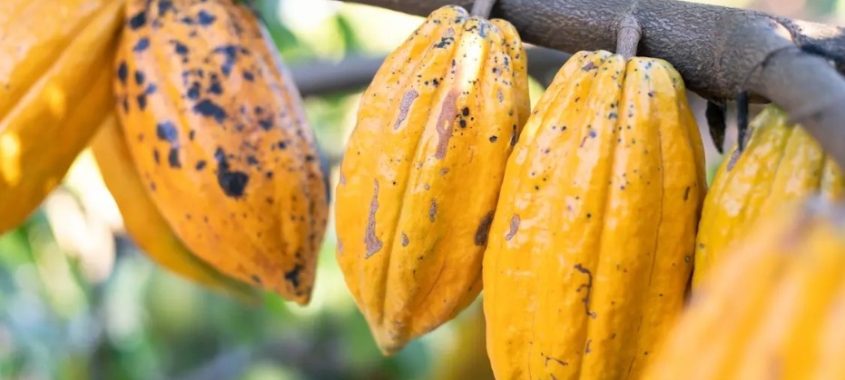 Com aporte de R$ 75 milhões, startup aposta no cacau agroflorestal e mira protagonismo global para o Brasil