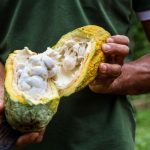 Pará consolida avanço da cacauicultura e amplia protagonismo nacional no setor