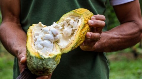 Pará consolida avanço da cacauicultura e amplia protagonismo nacional no setor