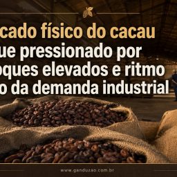 Mercado físico do cacau segue pressionado por estoques elevados e ritmo lento da demanda industrial