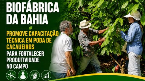 Biofábrica da Bahia promove capacitação técnica em poda de cacaueiros para fortalecer produtividade no campo