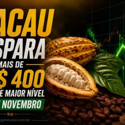 Cacau dispara mais de US$ 400 e atinge maior nível desde novembro