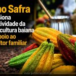 Plano Safra impulsiona produtividade da cacauicultura baiana com apoio ao agricultor familiar