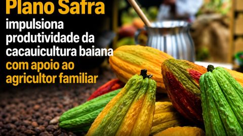 Plano Safra impulsiona produtividade da cacauicultura baiana com apoio ao agricultor familiar