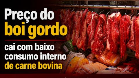 Preço do boi gordo cai com baixo consumo interno de carne bovina