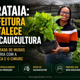 Ibirataia: Prefeitura fortalece a cacauicultura com retirada de mudas em parceria com a Biofábrica e o CIMURC