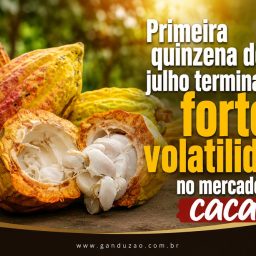 Primeira quinzena de julho termina com forte volatilidade no mercado de cacau