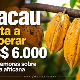 Cacau volta a superar US$ 6.000 com temores sobre a safra africana