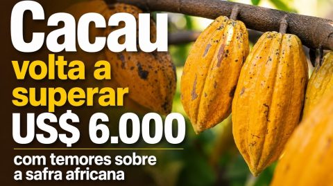 Cacau volta a superar US$ 6.000 com temores sobre a safra africana