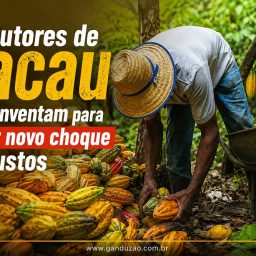 Produtores de cacau se reiventam para evitar novo choque de custos