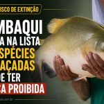 Tambaqui entra na lista de espécies ameaçadas e pode ter pesca proibida