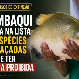 Tambaqui entra na lista de espécies ameaçadas e pode ter pesca proibida