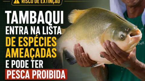 Tambaqui entra na lista de espécies ameaçadas e pode ter pesca proibida