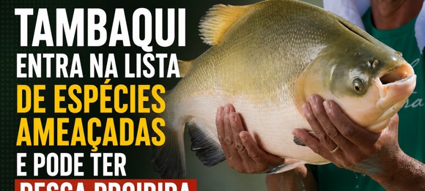 Tambaqui entra na lista de espécies ameaçadas e pode ter pesca proibida