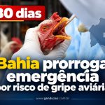 Bahia prorroga emergência por risco de gripe aviária
