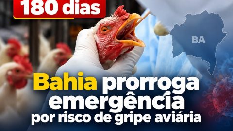 Bahia prorroga emergência por risco de gripe aviária