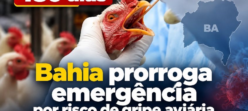 Bahia prorroga emergência por risco de gripe aviária