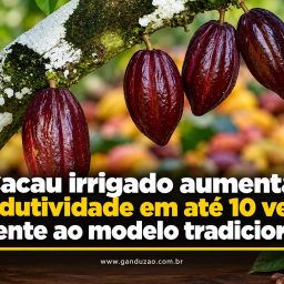 Cacau irrigado aumenta produtividade em até 10 vezes frente ao modelo tradicional