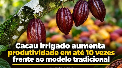 Cacau irrigado aumenta produtividade em até 10 vezes frente ao modelo tradicional