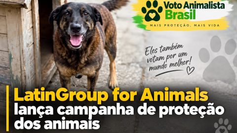 LatinGroup for Animals lança campanha de proteção dos animais