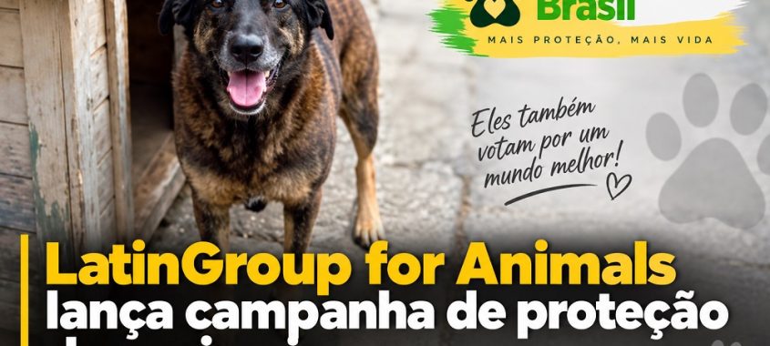 LatinGroup for Animals lança campanha de proteção dos animais